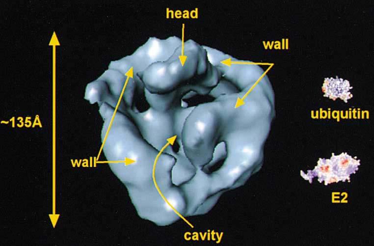 Anaphase promoting complex (APC) 17-1 The anaphase-promoting complex (also termed cyclosome ) is a ubiquitin-protein ligase that controls important transitions in mitosis by ubiquitinating regulatory