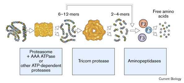 Tricorn degradační dráha prokaryot tricorn protease in prokaryotes may be part of a degradation pathway that involves proteasome (in archaea) or other ATP-dependent proteases in archaea/bacteria