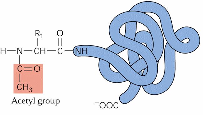 N-koncová acetylace