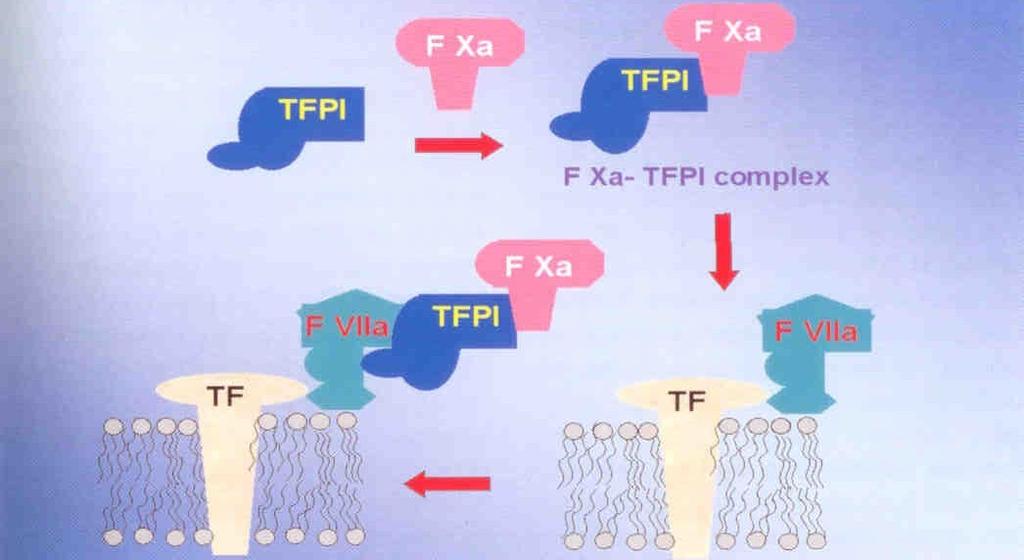 TFPI - inhibitor zevní koagulační cesty V iniciační fázi koagulace inhibuje: - uvolněný FXa -