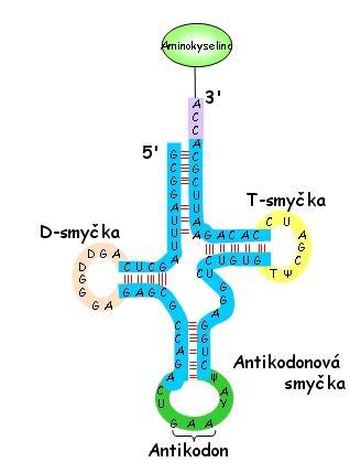 Struktura trna Jedna s částí trna se nazývá antikodon, což jsou tři nukleotidy komplementární ke kodonu v.