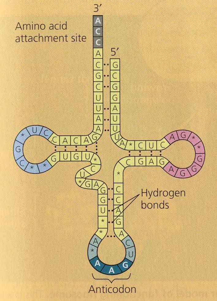 Transferová RNA - trna Zajišťuje: transport aminokyselin do místa syntézy polypeptidového řetězce