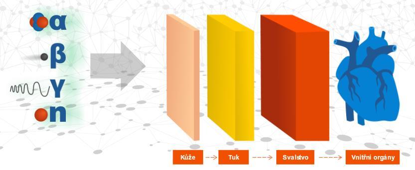 Kvíz 3: Do jaké vrstvy lidského těla můžou jednotlivé typy ionizujícího záření proniknout? 7.