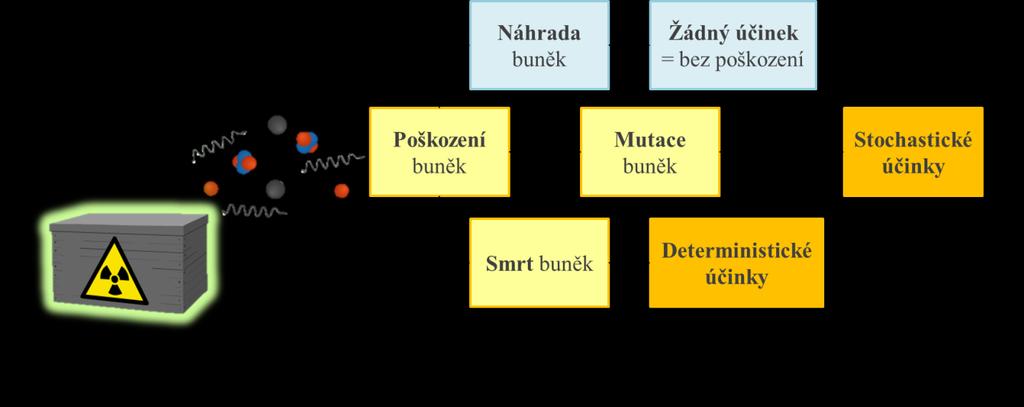 8. Biologické účinky ionizujícího záření Ionizující záření může negativně působit na zdraví lidí, způsobovat různé choroby a dokonce i smrt. Účinky IZ se dělí na deterministické a stochastické.