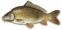 bílkovin (alergenů) Každá
