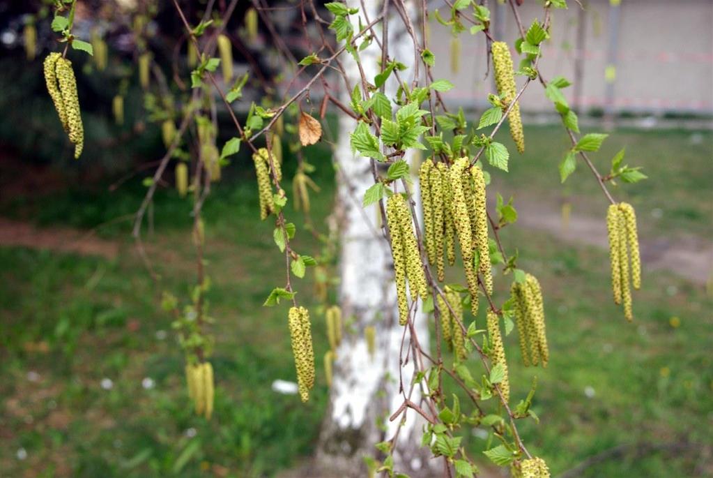 Pyly asociovaná PA - pollen food syndrom Bet v 1 Stromy bříza, líska olše jablko, mrkev, lískový ořech, sója Phl p