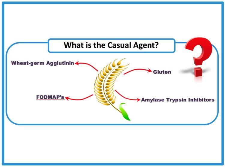 NCGS příčiny lepek amyláza/trypsin inhibitory ATIs aglutininy pšeničných