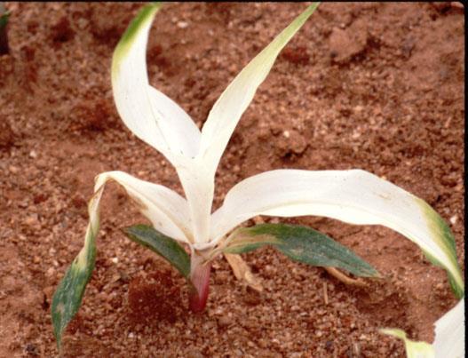 Indukce mutagenů a fůze protoplastů Herbicidy norflurazon a fluridon (bleaching herbicides) specificky inhibují fytoen desaturázu.