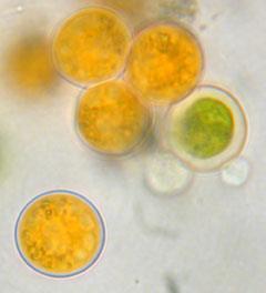 The red colour is due to beta-carotene, which is
