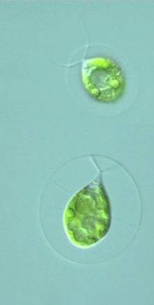 H. lacustris Produkce