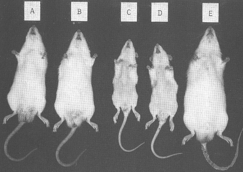 A - kontrola kasein (10 % protein) B - Scenedesmus obliquus, bubnově sušený (10 % protein) C - S. o., sušený na slunci (10 % protein) D - S.