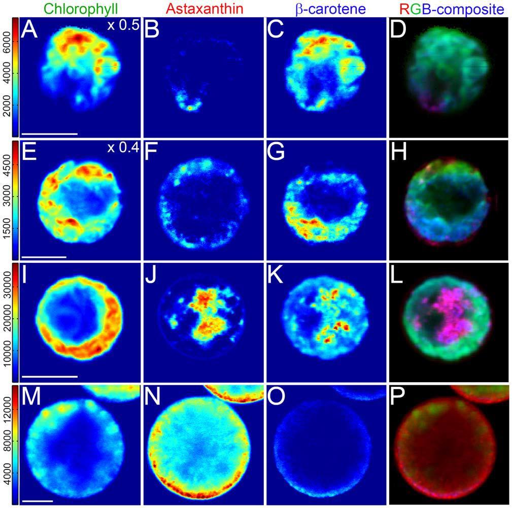 A D. Flagellated motile cell. E H. Palmella stage cell under noninductive conditions I L.