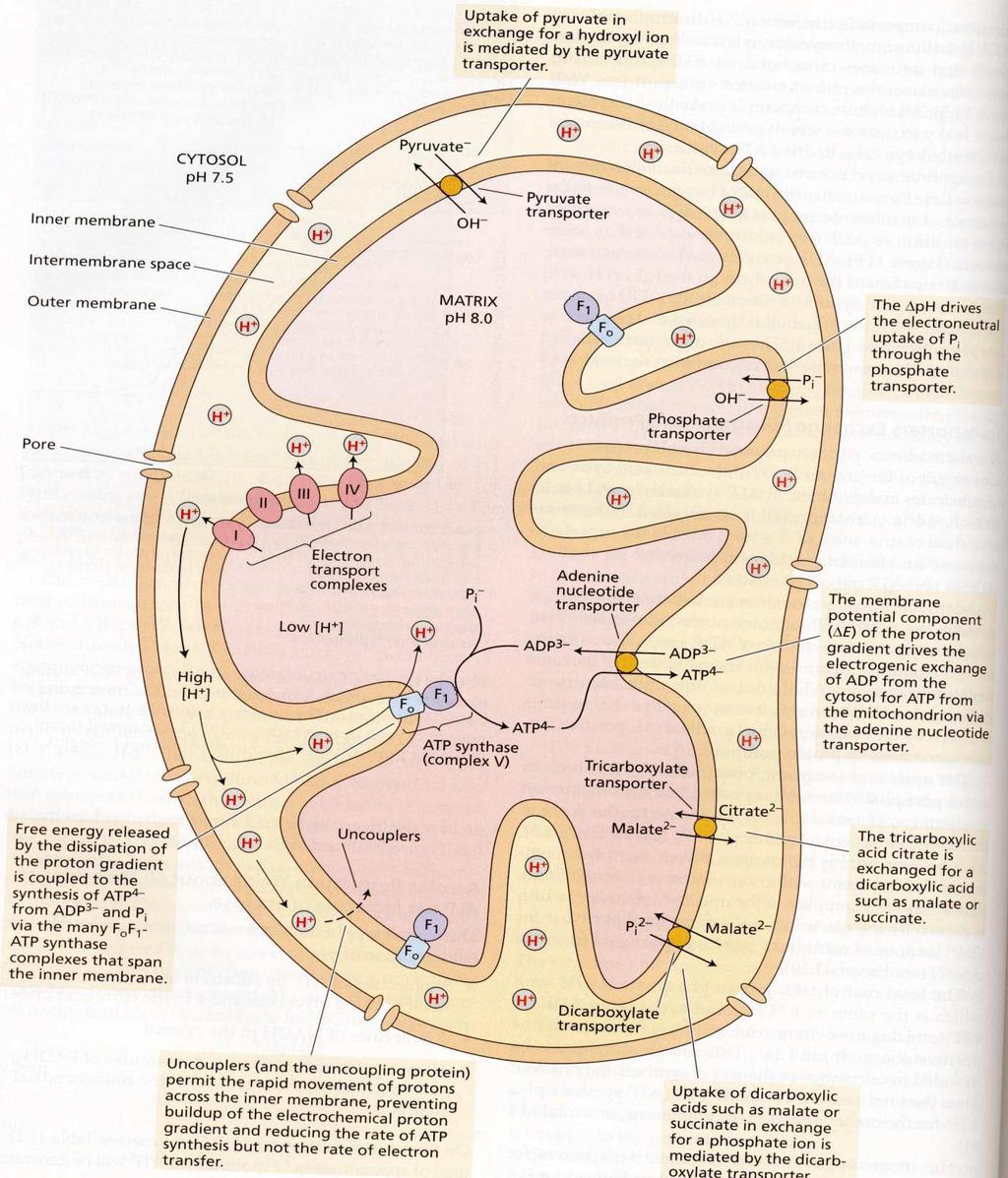 rekonstituce C6 částečně společné reakce s Calvinovým cyklem Mitochondrie