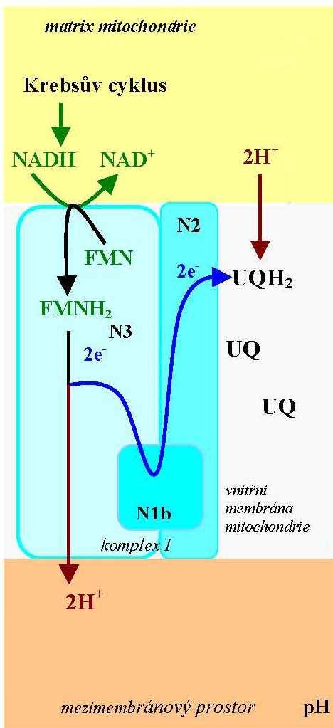 přímý přenos protonů (asi 4H+ na 2 elektrony) - oxidace NADH - redukce UQ (vznik UQH2 redukovaný