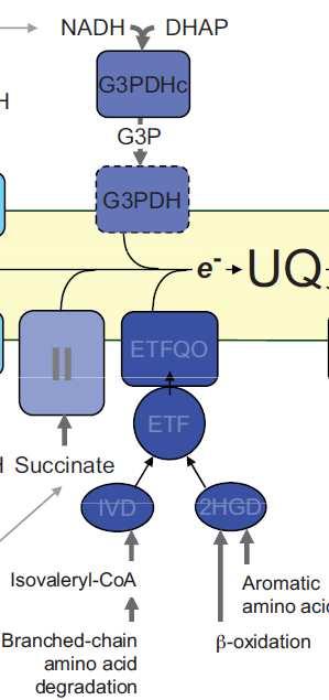 Přímá redukce UQ bez koenzymů (a bez komplexu I a II) - přímá oxidace některých metabolitů G3P, glycerol-3-phosphate