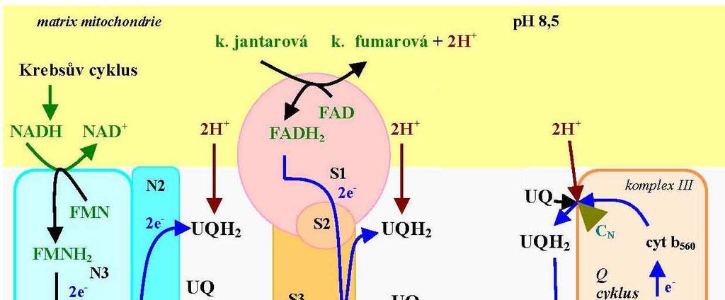 ETF, electron transfer flavoprotein ETFQO, electron transfer flavoprotein quinine oxidoreductase IVD, isovaleryl-coa