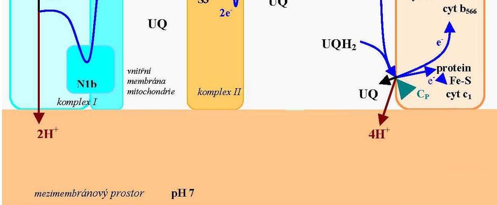 2011 Komplex III - cytochromový bc 1 - oxidace UQH 2 (redukce UQ) - redukce cytochromu c - přenos H + (lokalizované