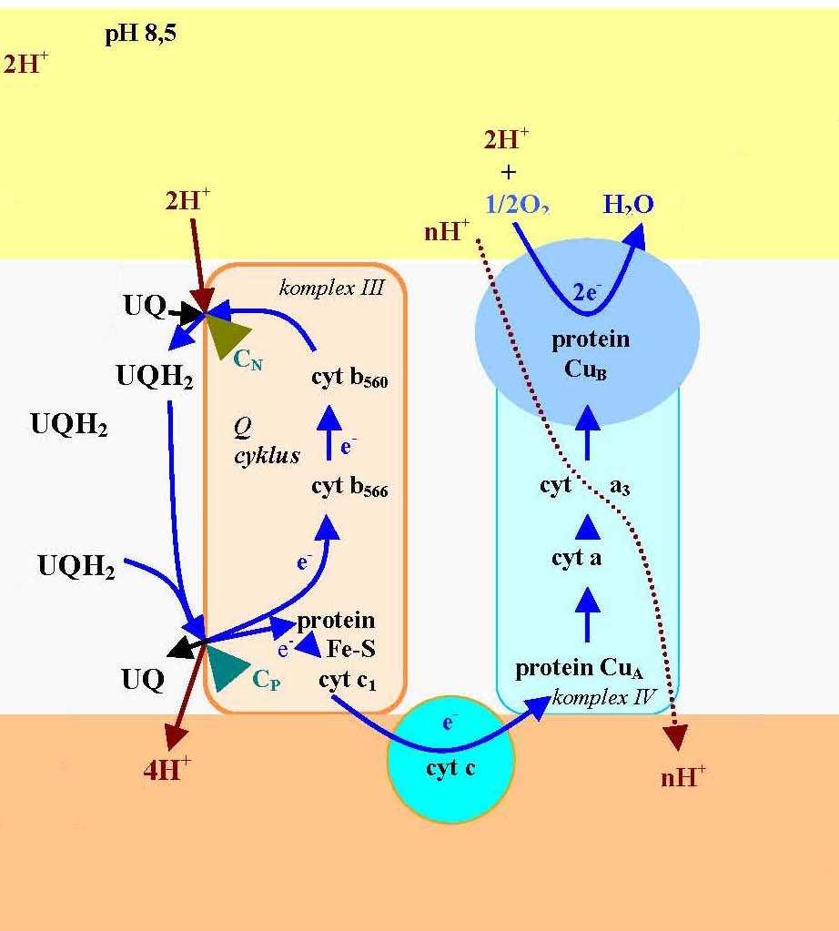 Komplex IV cytochromoxidáza oxidace cyt c a redukce O 2 katalytický akumulátor e- : Cu, cytochrom, vazba postr.