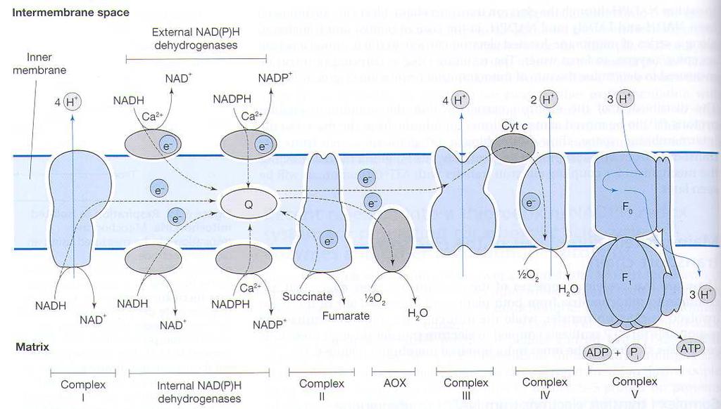 Bezpečnostní ventily dýchání - kromě komplexů (I a III) jsou na membráně i další enzymy oxidující NAD(P)H či UQH 2 - jemná regulace aktivity