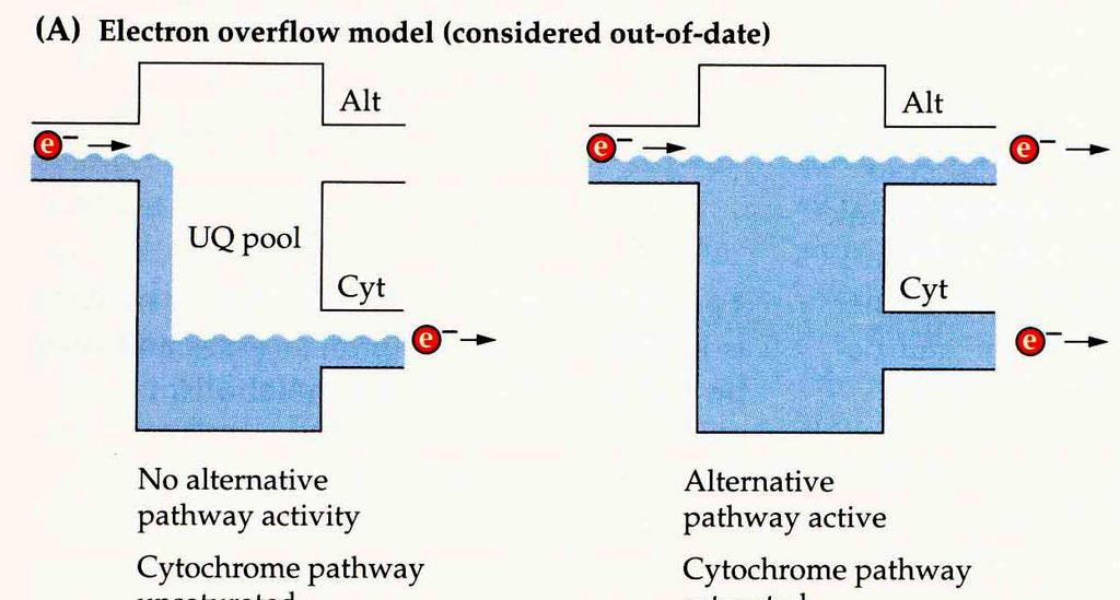 I, účinná redukce UQH 2 oxidace UQH 2 alternativní oxidáza (AOX) (UQH 2 kyslík) = bypass komplexu III a IV zkratování protonového