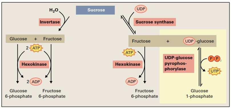 Schéma základního energetického metabolismu rostlinné buňky Fotosyntéza Fotochemie Calvinův cyklus Respirace Glykolýza (+ β-oxidace, ) Krebsův cyklus Dýchací řetězec Pentóza-fosfátová dráha (cyklus,