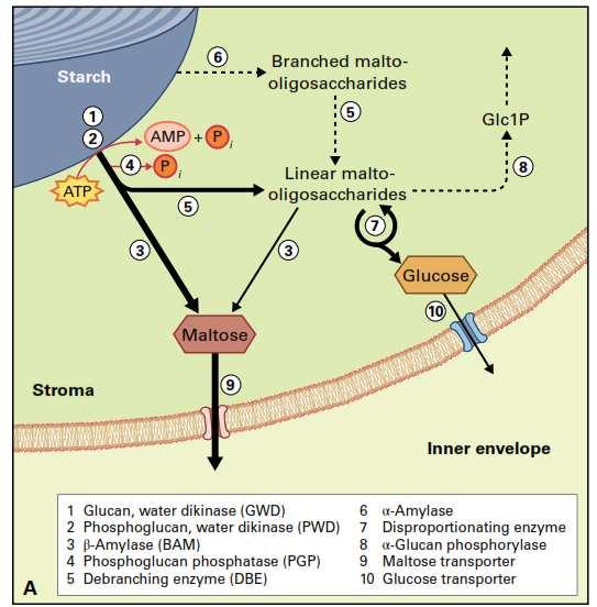 Metabolity vstupující do katabolismu sacharidy: škrob zpřístupnění: fosforylace a defosforylace (plastidy) - částečně degradován i ve vakuole (autofagicky)