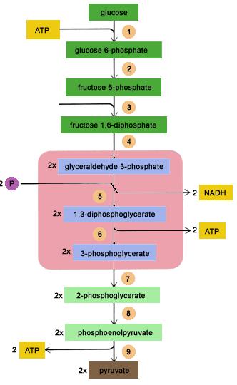 Glykolýza - v cytoplasmě a plastidech (od glukózy k pyruvátu) - energie, syntézy V opačném směru = redukční fáze Calvinova cyklu energetický zisk (na 1 glukózu): 2 ATP ( hexóza x hex.