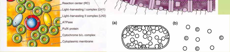 chromatofory ve