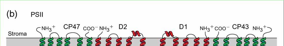 Velké proteinové podjednotky fotosystému II - u
