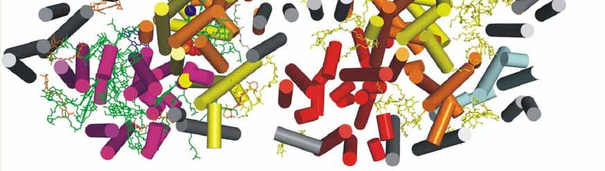 PsbI D1 b a c d e f b a II Oligomerní stav, velikost: dimer, 750 kda Počet podjednotek na monomer : 20 obsahující 36