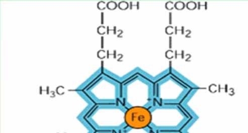 The structure of the heme group attached covalently to cytochrome c.