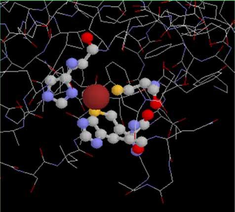 Plastocyanin (cytochrome c) Cu center of plastocyanin Cu 2+