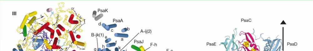 Struktura komplexu fotosystému I z Thermosynechococcus