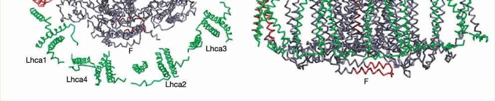 monomer : 12+4 LHCI, celkem 45 TMH Oproti sinicovému PSII: obsahuje PsaG, PsaH a