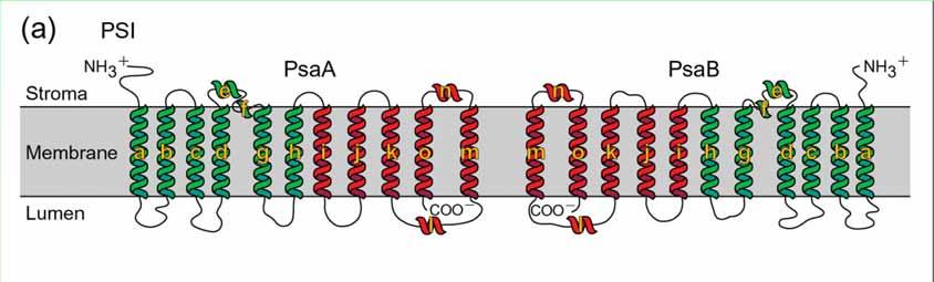 Proteiny fotosystému II - velké