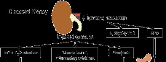 Selhání ledvin: ztráta vylučovací funkce (retence uremických toxinů