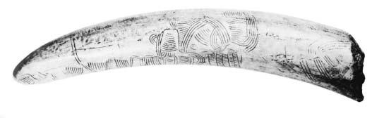 Archeologické nálezy Rytá kresba na mamutím klu sloïená ze ãtyfi ornamentálních motivû (Pavlov 1962) mamutû se podafiilo získat pfii odkryvech u Pavlova.