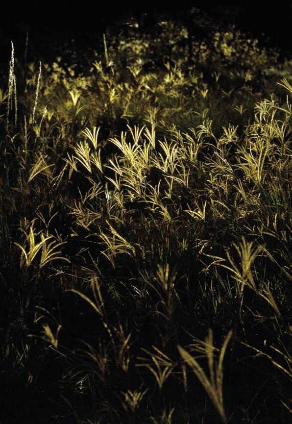 BIODIVERZITA Stvrzením, že globální ekosystém je v důsledku lidské činnosti v krizi, můžeme souhlasit i nesouhlasit (Vesmír 80, 573, 2001/10).