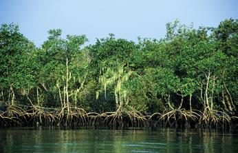 3. Nahoře: Mangrove sice nebyly zahrnuty do výzkumu představeného na obr. 9, ale patří mezi nejohroženější biomy světa. Najdeme je i na ostrově Superagui v jihovýchodní Brazílii, odkud byl r.