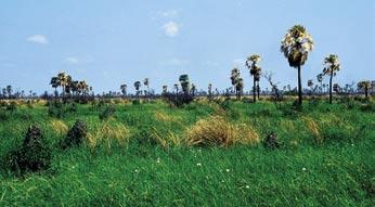 Dole: Palmová savana s dominantní palmou moriche (Mauritia flexuosa) v Národním parku Chaco v severní Argentině. Na moriche je vázáno několik druhů ptáků, z nichž např.