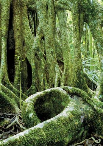 10. Skrtiče, z nichž nejznámější je rod Ficus (který není na snímku), často vytvářejí esteticky zajímavé struktury. Národní park Tikal, Guatemala (viz Živu 50, 238, 2002/5).