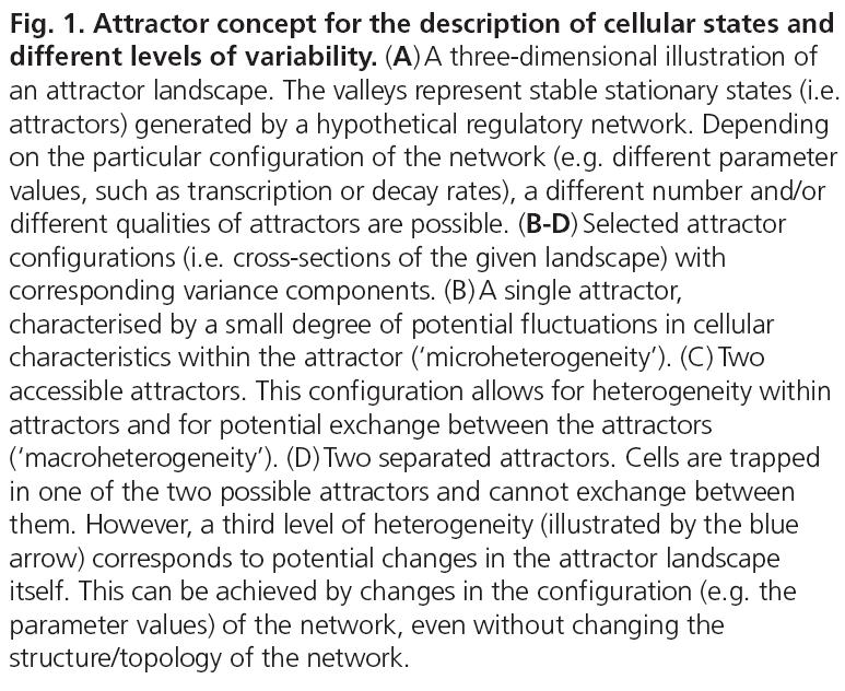 Attractor