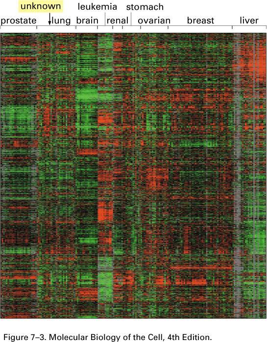 Differences in mrna expression patterns