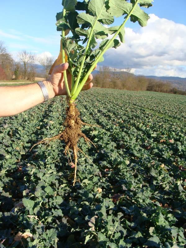 určené hloubky (množství čistých živin NPK se určuje podle druhu pěstované plodiny, podle agrochemického rozboru půd a typu odrůdy).