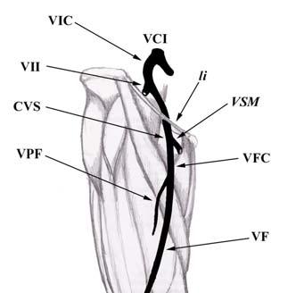 4.1.11.2.2 Hluboké žíly dolní končetiny Venae profundae membri inferioris (Deep veins of lower limb) viz Obrázek 19 (Kachlík et al. 2009b ; Kachlík et al. 2012b).