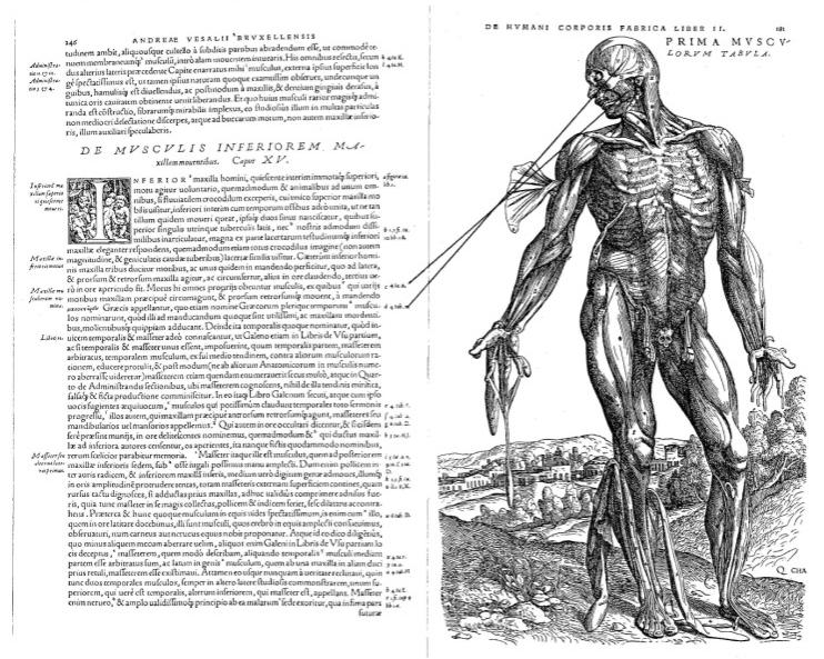 4.1.5.1.1 Způsob identifikace svalů ve studovaných textech Andreas Vesalius použil ve svém díle (1543) pro popis všech svalů důmyslnou kombinaci jejich shodného označování písmeny latinské a řecké