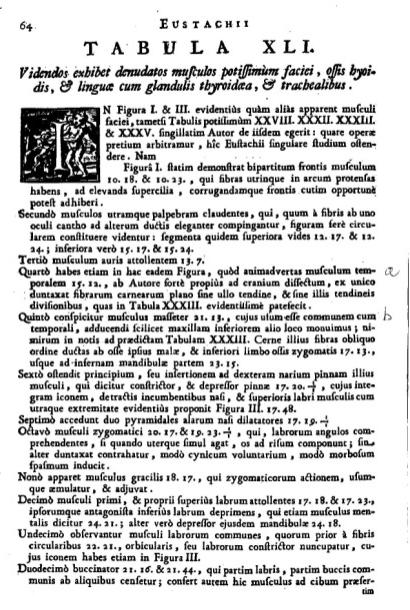 Obr. 10 Příklad Eustachova způsobu označování anatomických struktur (1552, resp. 1714 4.1.5.1.2 Způsob pojmenovávání jednotlivých svalů Někteří anatomové (např.