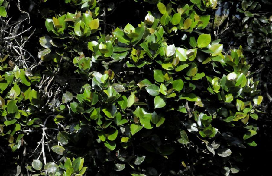Syzygium sclerophyllum Strom (1.