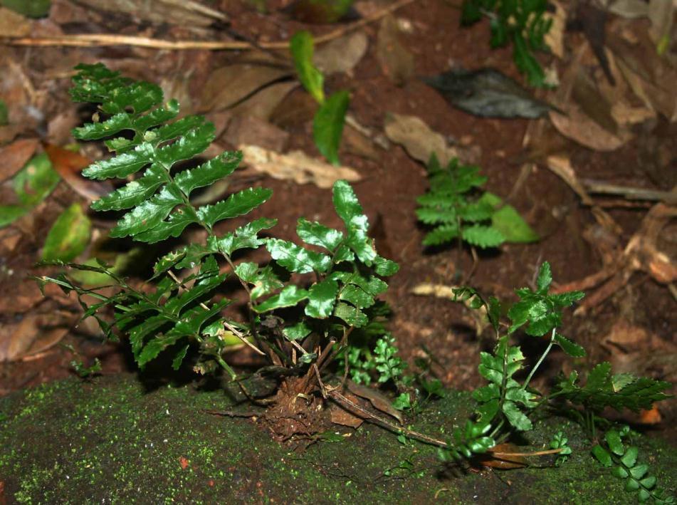 Asplenium inaequilaterale Willd.
