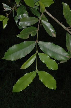 Cassipourea malosana (Baker) Alston (Rhizophoraceae) Keř nebo stále zelený strom; kůra šedohnědá až tmavá; listy eliptické, protilhelé, 14